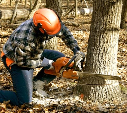 Tree Removal in Plevna, KS